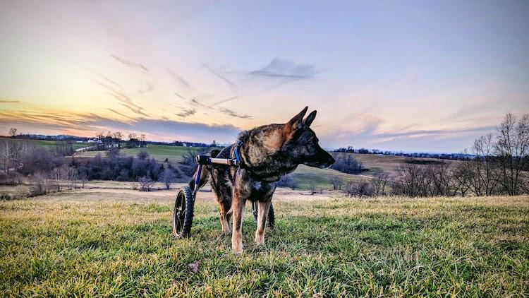 Wheelchair / Cart Fitting