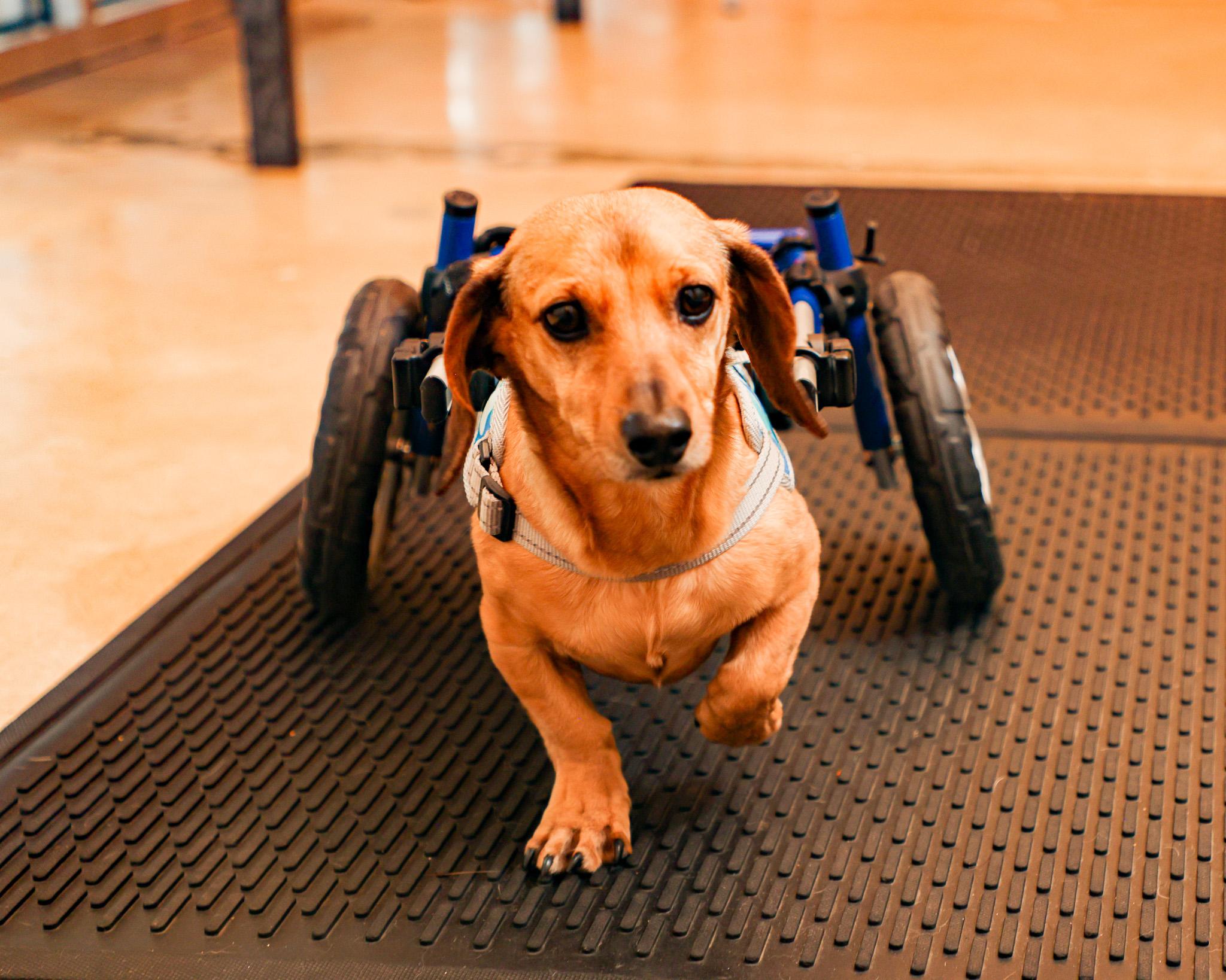 Wheelchair / Cart Work Sessions